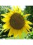 Tarım Çerezlik Ayçiçek Tohumu 50 Adet Tohum 1