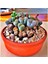 Dünyam Lithops Taş Çiçek Tohumu- 15 Adet 1