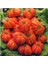 Ithal Antik Domates Tohumu 10 Adet Tohum 1
