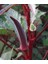Adet Red Burgundy Bamya Tohumu 1