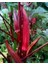 Adet Red Burgundy Bamya Tohumu 2