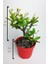 Dikenler Tacı Büyük Boy Euphorbia Milii Nadir Bulunan Spiral Dikenli 12 cm Kırmızı Saksıda 5