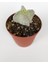 Lü Astrophytum Özel Tür Kaktüs Seti 5.5 cm Saksıda 3