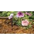 Bird SW20-30PS Drip Irrigation Spot Watering Dripper/emitter, 2 Gallon Per Hour, 30-Pack 4