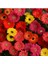 Dünyam Karışık Renkli Gerbera Çiçeği Tohumu 5