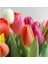 Hollanda'dan Ithal Rengarenk Lale Soğanı 5 Adet 5