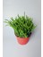 Çami Büyük Boy Crassula Muscosa 12 cm Saksıda 2
