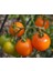 Adet Sun Gold Cherry Domates Tohumu 3
