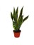 Sansevieria Trifasciata Yeşil Beyaz Paşa Kılıcı Fidanı 2
