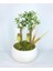 Ağacı Bonsai & Beyaz Capo Beton Saksıda Hediyelik Canlı Çiçek BALFLOWERDESİGN-2592 1