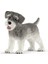 World-Minyatür Schnauzer 1