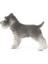 World-Minyatür Schnauzer 3