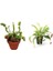 Look Venus Fly Trap Nepenthes Etçil Etobur Bitki Sinek Kapan Nepentes 10 Tohum TH-THMCMTHM03 1
