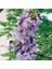 Mor Çiçekli Yoğun Kokulu Paulownia Ağacı Fidanı (60-100 Cm) 2