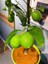 Sepetim Yeşil Dekoratif Saksılı Limon Fidanı 2