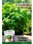 Botanik 100 Adet Yeşil Fesleğen - Yeşil Reyhan (Ocimum Basilicum) Tohumu 1