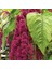 Sarkan Kırmızı Amaranthus(Horoz Ibiği) Çiçeği TOHUMU(1500 Tohum) 1