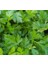 Iri Yaprak (Çoklu Tohum) - 10 Gram 2