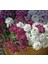 Kraliyet Halısı, Alyssum, Karışık Renkli (20 Tohum) 1