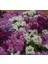 Kraliyet Halısı, Alyssum, Karışık Renkli (20 Tohum) 2
