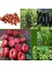 Organik 6 Paket Tohum NO18 Arpacık Soğan 1 Kg. Iska Hibrit Salatalık Patlıcan Köy Domatesi Biberi Tohumu 1