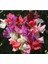 Dünyam 10 Adet Sweet Pea Royal Family Mix Tohumu 1
