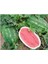 Dünyam Agrobazaar Allsweet Karpuz 10+ Tohum 1