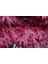 Kırmızı Akçaağaç Acer Palmatum Atropurpureum 10 Adet Tohum 2