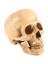 Model 1 1 Reçine Insan Kafatası Anatomik Öğretim Dekorasyonu Sarı (Yurt Dışından) 1