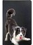 Border Collie Desenli Deri Baskılı Evcil Hayvan Pet Kedi Köpek Pasaport Kılıfı Karnesi 1