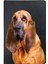 Bloodhound Desenli Deri Pet Evcil Hayvan Kedi Köpek Pasaport Sağlık Karnesi Kabı Kılıfı 1