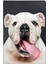 Bulldog Desenli Deri Baskılı Evcil Hayvan Pet Kedi Köpek Pasaport Kılıfı Karnesi 1