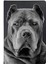 Cane Corso Desenli Deri Baskılı Evcil Hayvan Pet Kedi Köpek Pasaport Kılıfı Karnesi 1