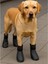 Köpek Ayakkabısı, Su Geçirmez, (S,M,L,XL) 4