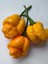 7 Pot Braın Straın Yellow Pepper / 1,5 Milyon Scoville - Gerçek Taze Acı Biber 3