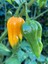 Devıl’s Tongue Yellow Pepper / 300.000 Scoville - Gerçek Taze Acı Biber 2