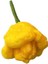 Scotch Bonnet Jamaıcan Yellow Pepper 350.000 Scoville - Gerçek Taze Acı Biber 2