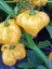 Scotch Bonnet Jamaıcan Yellow Pepper 350.000 Scoville - Gerçek Taze Acı Biber 3