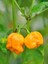 Carolına Reaper Yellow Pepper / 1.8 Milyon Scoville - Gerçek Taze Acı Biber 2