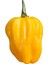 Yellow Habanero / 350.000 Scoville - Gerçek Taze Acı Biber 2