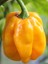 Yellow Habanero / 350.000 Scoville - Gerçek Taze Acı Biber 3