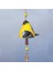 Bird Birdsong Bell Asma, Ülke Rüzgar Zil, Reçine El Sanatları Rüzgar Kolye, Avlu Ev Dekorasyonu (Yurt Dışından) 3