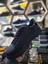 Siyah Mat Deri Su Geçirmez Comfort Mevsimlik-Kışlık Erkek Sneaker ayakkabı 4