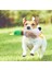 çınar ticaret sesli ördek şekilli peluş köpek oyuncağı 1