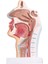 Insan Anatomik Nazal Boşluk Boğaz Anatomi Modeli Bilim Sınıfı Çalışma Ekran Öğretim Modeli (Yurt Dışından) 1