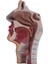 Insan Anatomik Nazal Boşluk Boğaz Anatomi Modeli Bilim Sınıfı Çalışma Ekran Öğretim Modeli (Yurt Dışından) 5