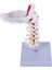 Servikal Vertebra Arteri Omurga Omurga Sinirleri Anatomik Model Anatomi, Bilim Sınıfı Çalışması Ekran Öğretim Modeli Için Anatomi (Yurt Dışından) 3