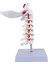 Servikal Vertebra Arteri Omurga Omurga Sinirleri Anatomik Model Anatomi, Bilim Sınıfı Çalışması Ekran Öğretim Modeli Için Anatomi (Yurt Dışından) 4