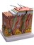 Cilt Modeli, 50X Cilt ve Saç Yapısı Büyütme Modeli Anatomik Model Anatomi, Bilim Sınıfı Çalışması Ekran Öğretim Modeli (Yurt Dışından) 1