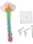 45CM Pelvik Insan Anatomik Anatomik Omurga Omurga Modeli Öğrenciler Için Öğretim Kaynakları (Yurt Dışından) 1